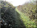 Footpath between hedgerows on Itchen Down