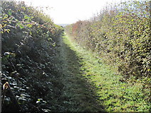 SU5434 : Footpath between hedgerows on Itchen Down by Chris Wimbush