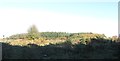 Conifer plantation on the eastern slopes of the Greenan Valley