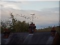 Dusk settles on rooftops in Moorside whilst geese fly over The Moor