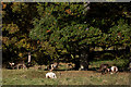 SJ7580 : Deer in Tatton Park by Roger A Smith