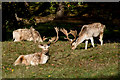 SJ7580 : Deer in Tatton Park by Roger A Smith