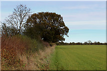 SE4756 : In a field North of Kirk Hammerton Moor by Chris Heaton