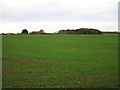 View towards Cliff Farm and plantation