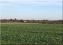 TL4256 : A beet field and distant Cambridge by John Sutton