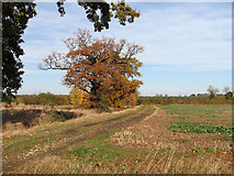 TL4256 : Between Grantchester and Newnham in autumn by John Sutton