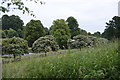 Boating lake in trees