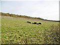 Long Bredy, cattle grazing