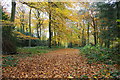 The Chiltern Way in Wicks Wood