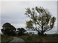 Lane between Slapton Hill and Abthorpe