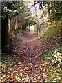 Downhill along the North Downs Way