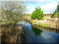 A black pool in Llyn Llech Owain Country Park