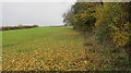 Field edge boundary adjacent to Summer House Wood