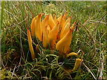 NS4278 : A fungus: Golden Spindles by Lairich Rig