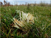 NS4279 : A fungus: White Spindles by Lairich Rig