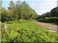 Forestry Commission Road at Cookshoot Wood Triangulation Pillar