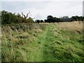 Path through grassland