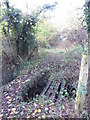 Bridge across a stream in Great Triley Wood