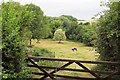 Cattle Pasture, Salterton