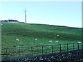 SD3676 : Hillside terraced by sheep, near Cark by Christine Johnstone