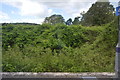 Bushes at Kearsney Station