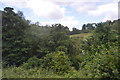 Woodland by the railway line