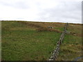 Grazing and stone wall