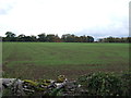 NY5324 : Young crop field off the A6 near Lowther by JThomas