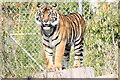 SJ4169 : Sumatran Tiger at Chester Zoo by Jeff Buck
