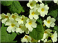 Primroses near Elmscott in Devon