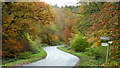 Road through the woods