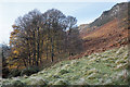 Autumnal trees at the base of Dumyat