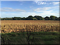 Part-ploughed field southeast of the A46 layby near King