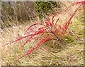 Fugitive on the Downs: Cotoneaster