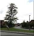 Tall tree, Western Avenue, Nantwich