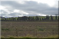 Line of trees, Baldock Rd