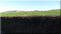 Immaculately trimmed hedges on drumlin land at Bayview Farm, Warrenpoint