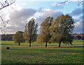 Willows, Streatham Common