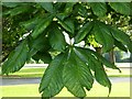 NX9873 : Horse chestnut leaves by Philip Halling