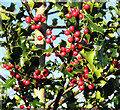 Holly berries