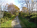 Path on Turbary Common