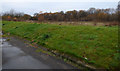 Ferguslie Park undergrowth