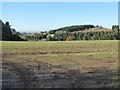 Farmland and woodland at Pudleston