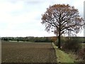 Footpath And Field Edge