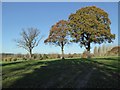 Oak trees