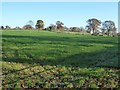 Farmland at Grantsfield