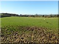 Sheep grazing in a field