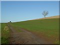 Tree on the horizon