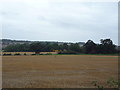 Stubble field near Vault Hill