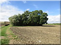 Small plantation below Groundwells Farm